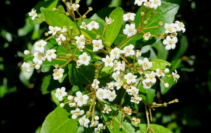 Small Leaf Arrowwood