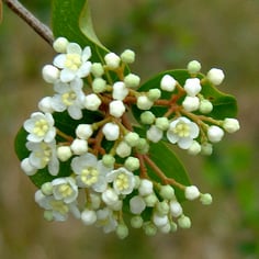 Small Leaf Arrowwood 2