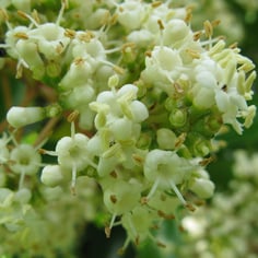 Sweet Viburnum 2