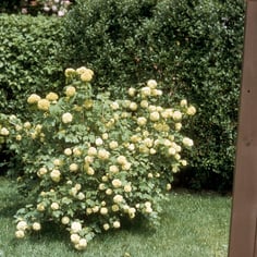 European Cranberry Bush 4