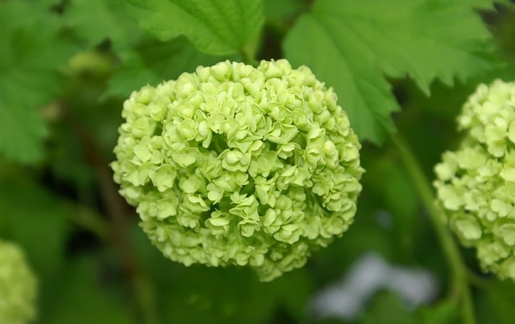 European Cranberry Bush