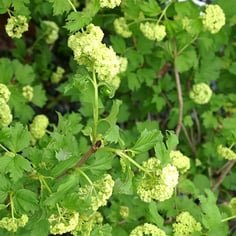 European Cranberry Bush 2