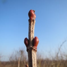 Cranberry Bush Viburnum 2
