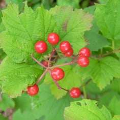 Cranberry Bush Viburnum 3