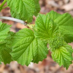 Cranberry Bush Viburnum 4
