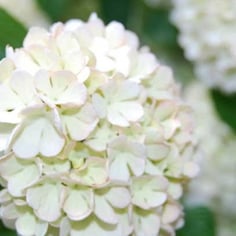 Doublefile Viburnum 2