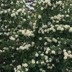 Doublefile Viburnum 3