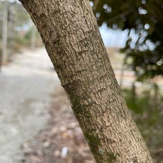 Doublefile Viburnum 4