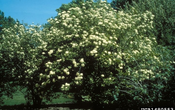 Blackhawk Viburnum