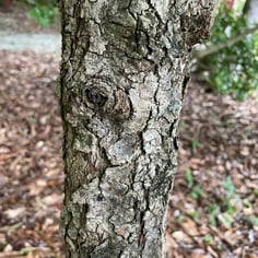 Blackhawk Viburnum 3