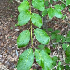 Blackhawk Viburnum 2