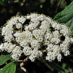 Leatherleaf Viburnum 4