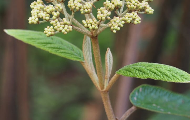 Leatherleaf Viburnum