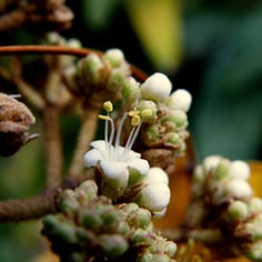 Leatherleaf Viburnum 2
