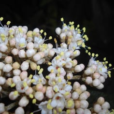Leatherleaf Viburnum 3