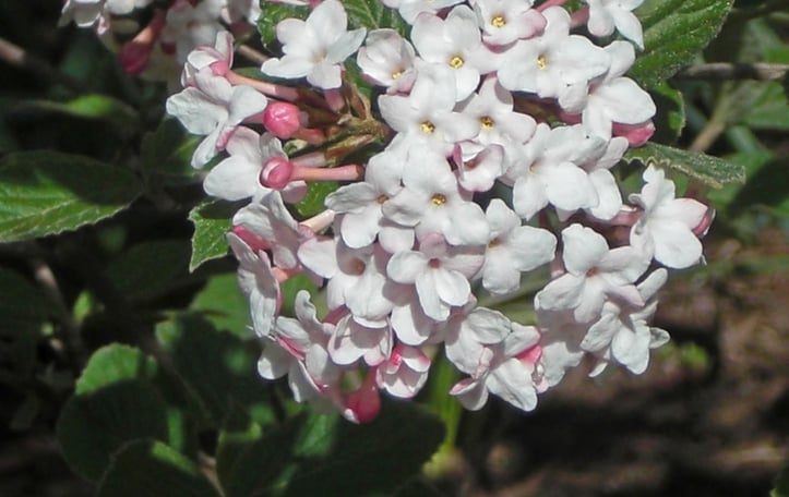 Service Viburnum