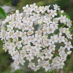 Service Viburnum 2