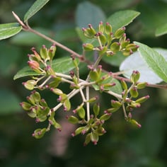 Cayuga Viburnum 2