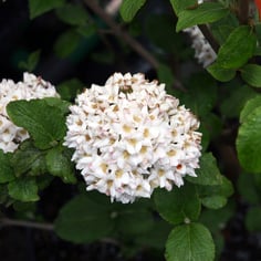 Cayuga Viburnum 3