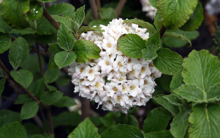 Cayuga Viburnum