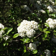 Chesapeake Viburnum 4