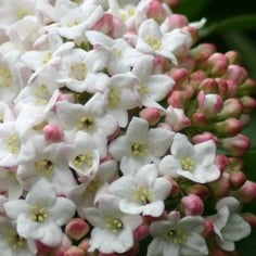 Chesapeake Viburnum 2