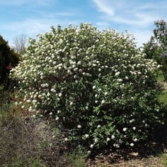 Chesapeake Viburnum 3