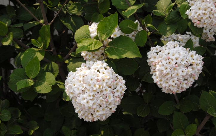 Carlcephalum Viburnum