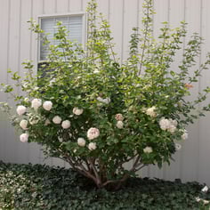 Carlcephalum Viburnum 2