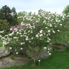 Carlcephalum Viburnum 3