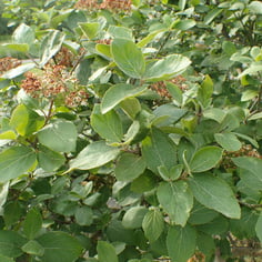 Carlcephalum Viburnum 4