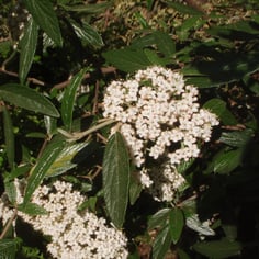 Pragense Viburnum 4