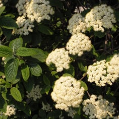 Lantanphyllum Viburnum 2