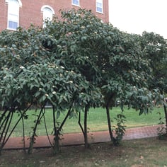 Lantanphyllum Viburnum 4