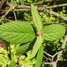 Lantanphyllum Viburnum 3