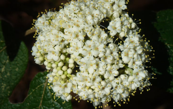 Lantanphyllum Viburnum