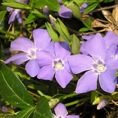 Big Leaf Periwinkle 3