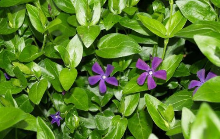 Big Leaf Periwinkle