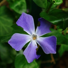 Big Leaf Periwinkle 4