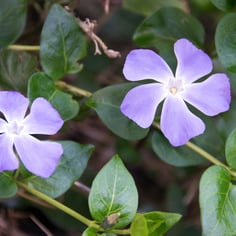 Big Leaf Periwinkle 2