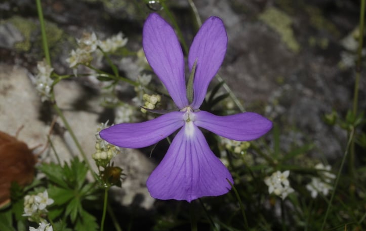 Horned Violet