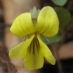 Halberd-leaf Violet 2