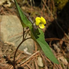 Halberd-leaf Violet 3