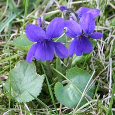 Common Violet 2