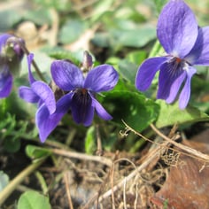 Common Violet 3