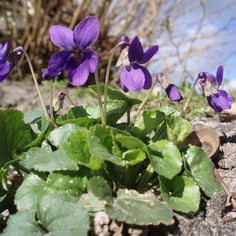 Common Violet 4