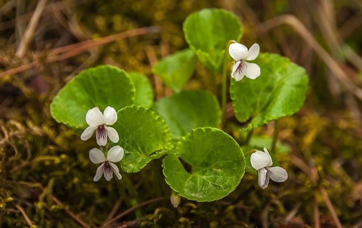 Kidneyleaf Violet