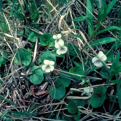 Kidneyleaf Violet 4