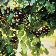 Muscadine Grape 3