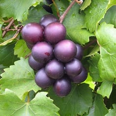 Muscadine Grape 4
